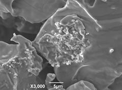 香港马料正版资料